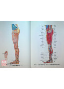 經穴斷面解剖圖解（上.下肢部份2冊）