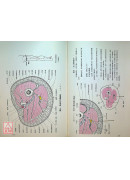 經穴斷面解剖圖解（上.下肢部份2冊）