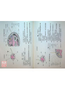 經穴斷面解剖圖解（上.下肢部份2冊）