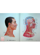 經穴斷面解剖圖解（上.下肢部份2冊）